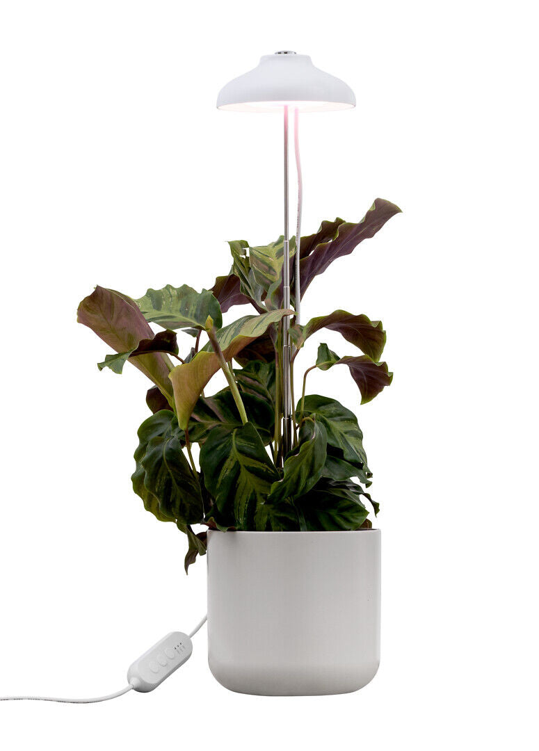 5W, 240lm, Iris, 3500K, IP20, LED-Pflanzenleuchte Airam