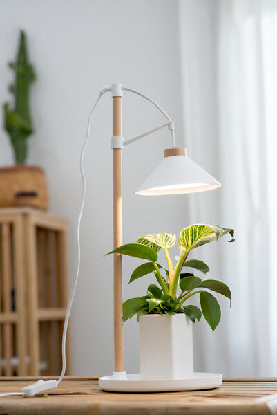 9W, 550lm, Lily, 4000K, IP20, LED Kasvivalaisin Airam