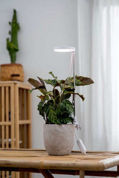 10W, 290lm, Rose, 3500K, IP20, LED-Pflanzenlampe Airam 