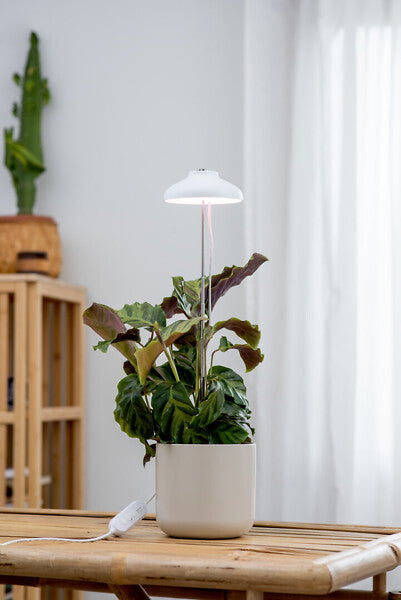 5W, 240lm, Iris, 3500K, IP20, LED-Pflanzenleuchte Airam
